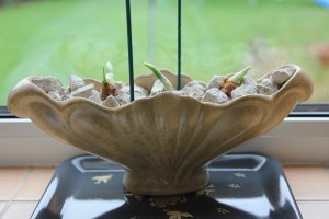 paperwhites, end of week one