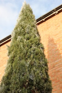 early morning cobwebs