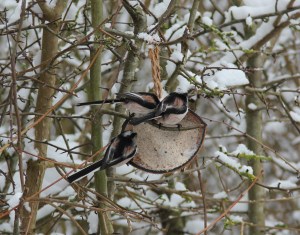 Three fluffy rumps, two turtle doves and a...