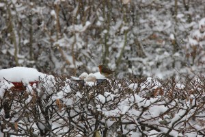 No worries, it's only the mad woman with the camera