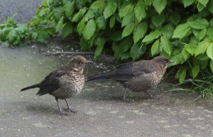 a couple of very big babies