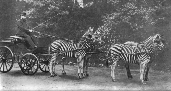 WalterRothschildWithZebras[1]